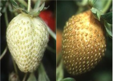 미숙과(좌 : 정상, 우 : 피해) 