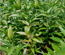 부정형 괴사반점 및 괴사 증상(2)