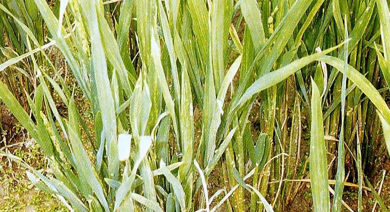 벼 오갈병 증상