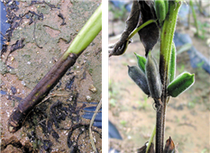 줄기 피해 증상