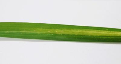 초기 병징(퇴록색 줄무늬)