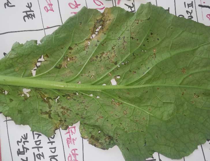 잎의 병징