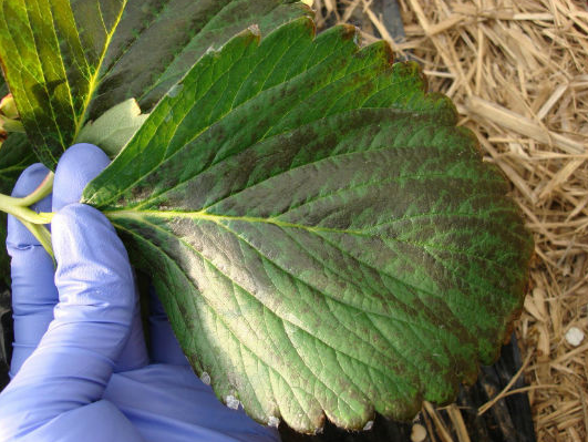 정식 전 지속적 붕산 시비로 성엽 변색(11월)