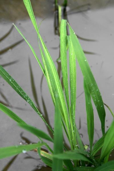 잎퇴록 반점 및 줄무늬 증상