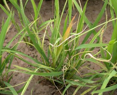 고사 증상 병징