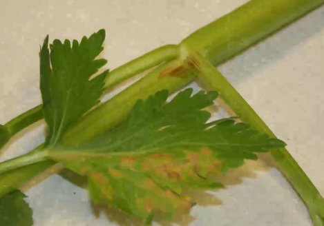 잎의 병징