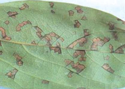 초기 병징과 병반부