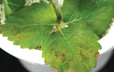  (설향) 엽맥 사이 흑변 및 황화