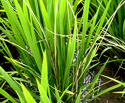 본답 초기 증상