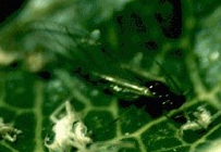 날개 있는 성충