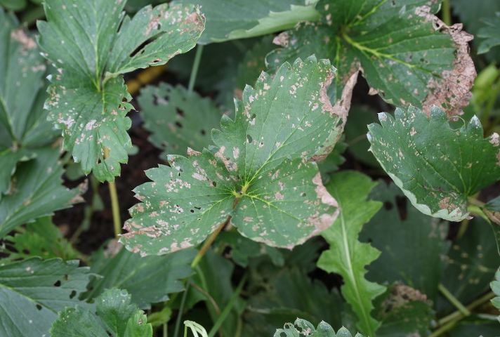 잎의 피해 증상