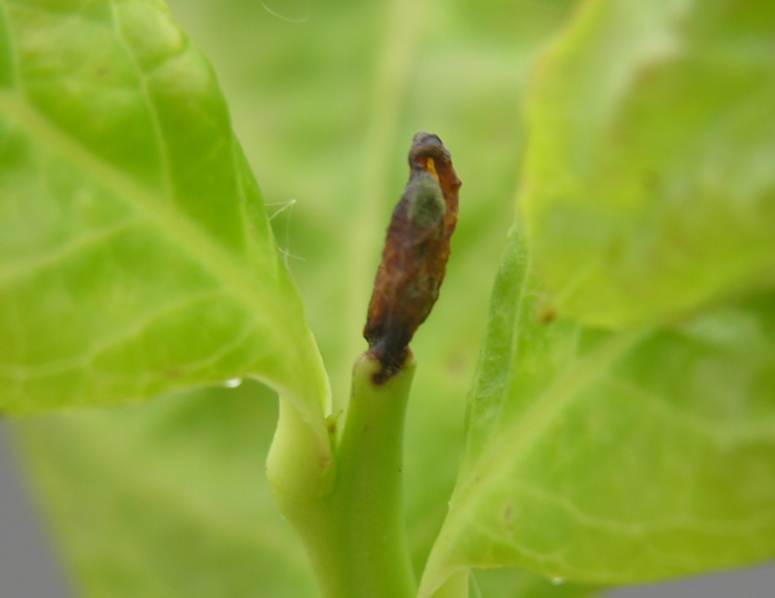 선단부 피해 증상