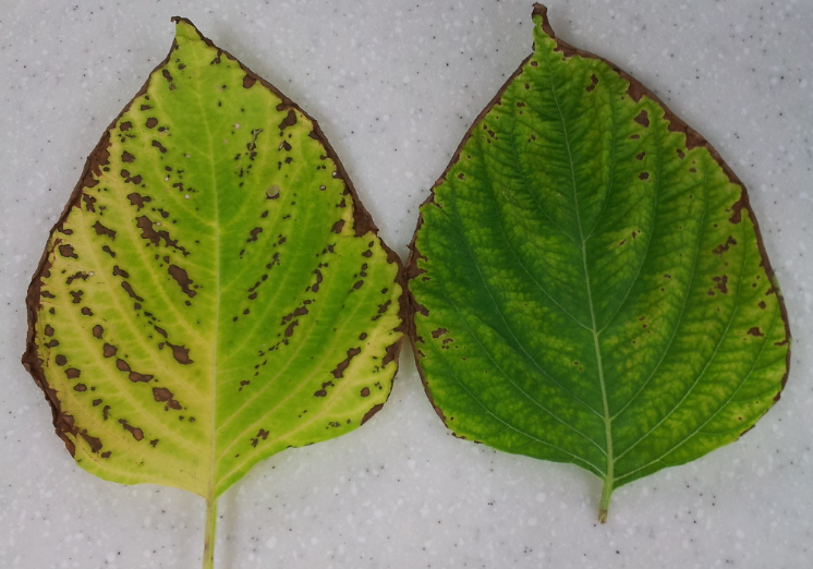 피해 증상(고온 건조에 의한 피해 가중)