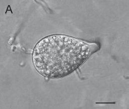 병원균(유주자낭)