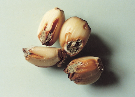 저장 중의 병징