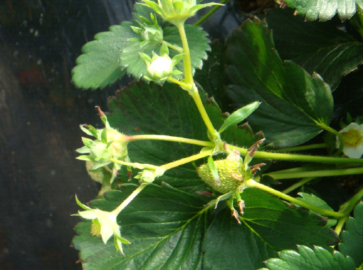 염류 집적에 따른 팁번 현상