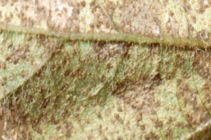 잎 뒷면의 병반