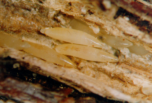 피해 가지 속 알