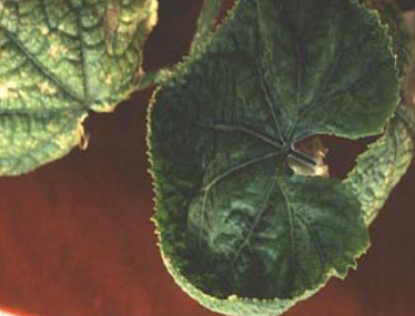 잎 가장자리 갈변(2)