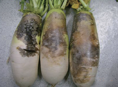 뿌리 외부 병징