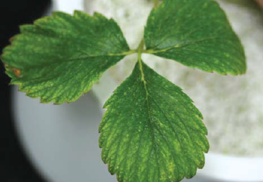 (매향) 엽맥 사이 흰색반점 및 황화