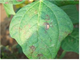 잎의 병징