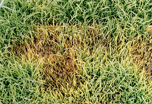 Fusarium에 의한 모마름병