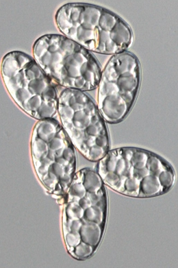 병원균(분생포자)