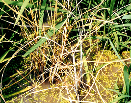 키다리병에 의한 고사