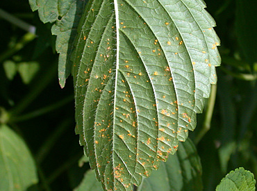 잎의 증상(뒷면)