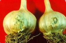 저장 중의 병징