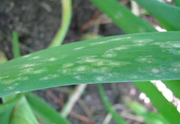 잎의 병징