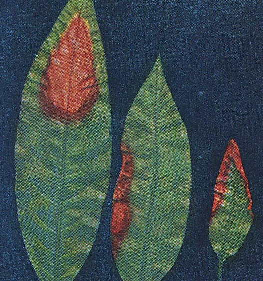 잎의 중앙과 가장자리 갈변