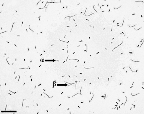 병원균(병포자)
