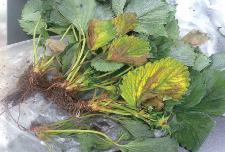 토경에서 발생한 노엽 마름 증상(1월)