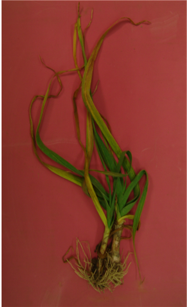 피해 적은 마늘