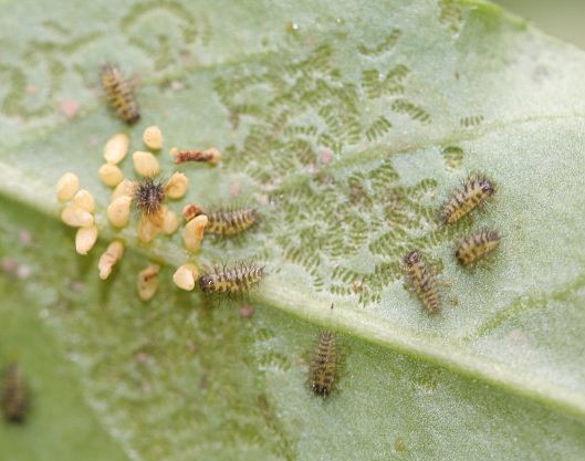 유충과 잎의 피해증상