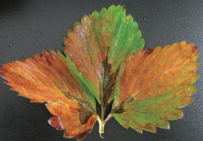 엽맥이 검게 됨