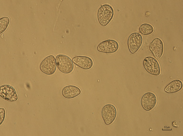 병원균(B. squamosa 분생포자)