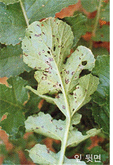 잎의 병징