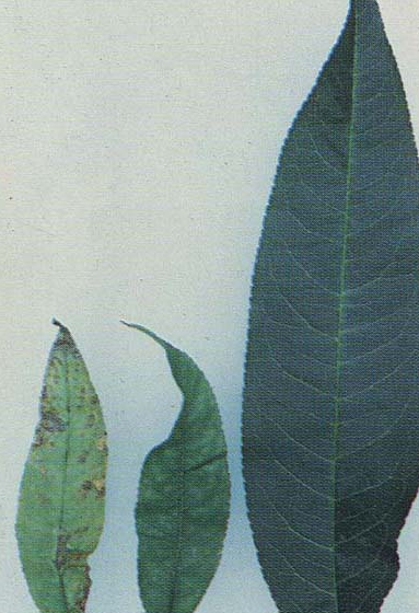 잎의 왜소화(왼쪽)와 정상잎(오른쪽)