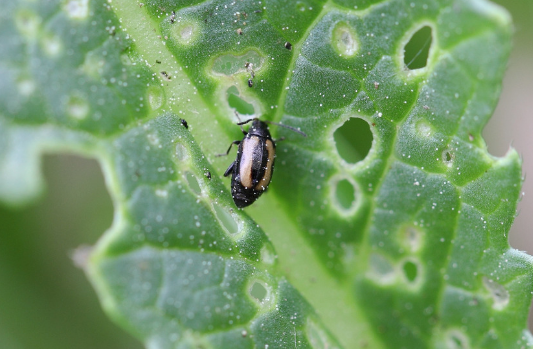 성충의 잎 피해