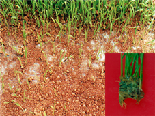 Tricoderma에 의한 모마름병