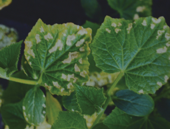 육묘 시 결핍 증상