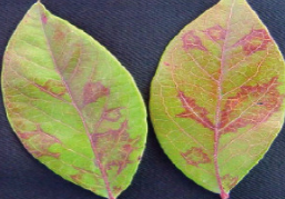 잎의 병징