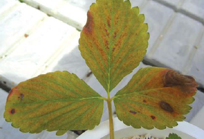 후기 증상(엽신과 잎 끝 붉은색)