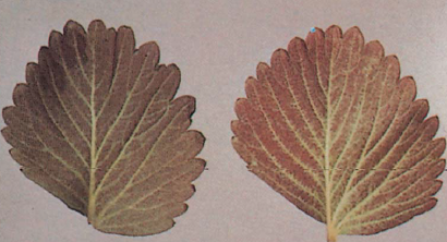 인산 결핍(좌) 질소결핍(우)