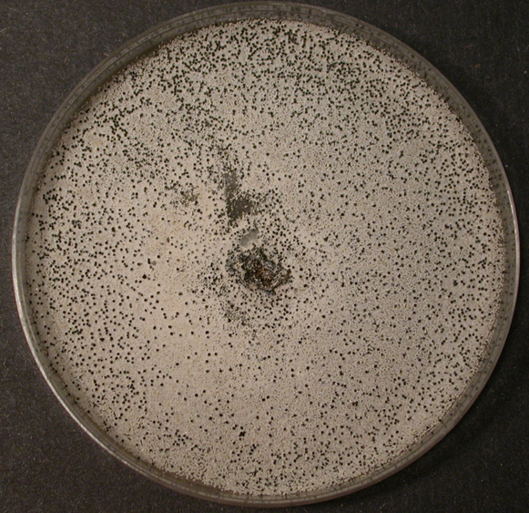 배지에 형성된 균핵