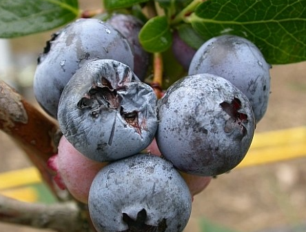 흡즙 피해(위축 및 기형과)