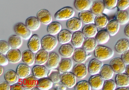 병원균(하포자)